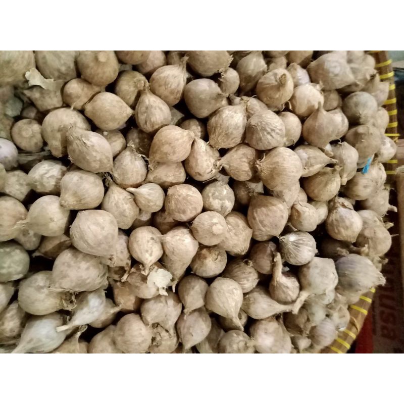 

Bawang Putih Lanang- Bawang Tunggal - Dasun 1 kg