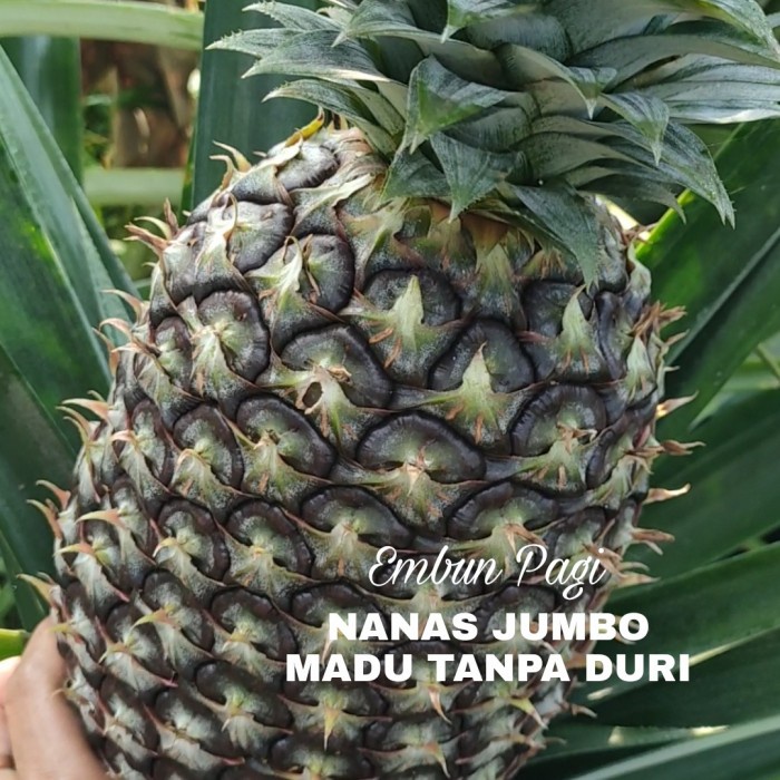 Bibit Nanas Jumbo Madu Thailand Tanpa duri Tambulapot buah super jumbo