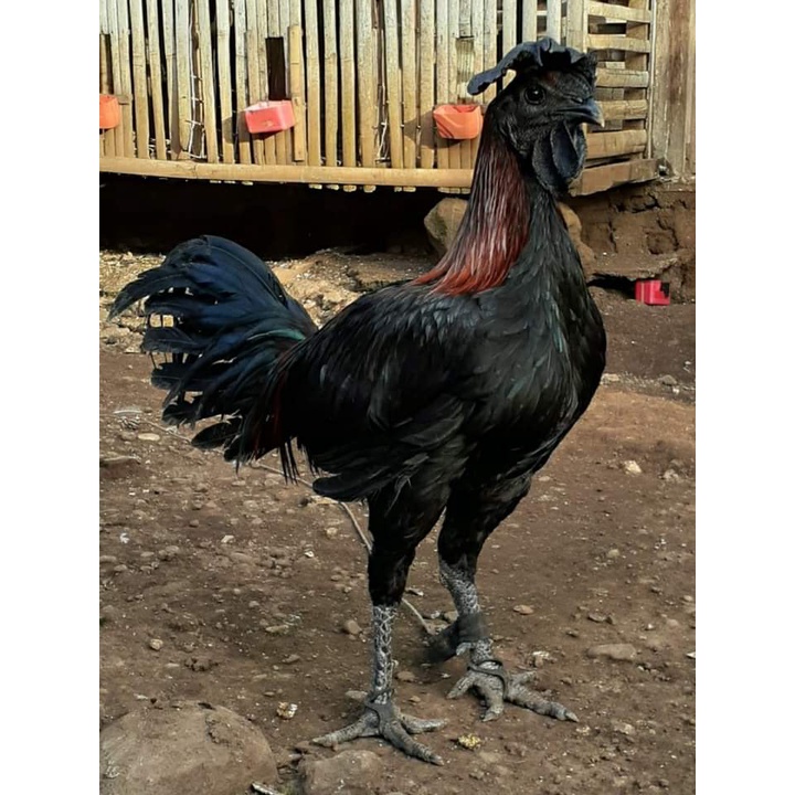 Telur Ayam Peru Black Knight Daging hitam ory Pruvian Black Knight