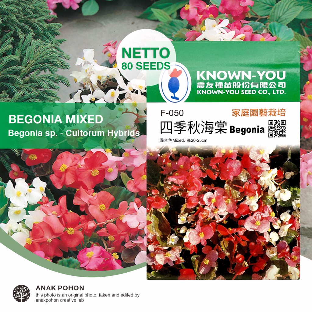 (1 PACK) Benih Bunga Begonia semperflorens Cultorum Hybrids F-050 Flower Seeds - Known You Seed KYS - 80 SEEDS