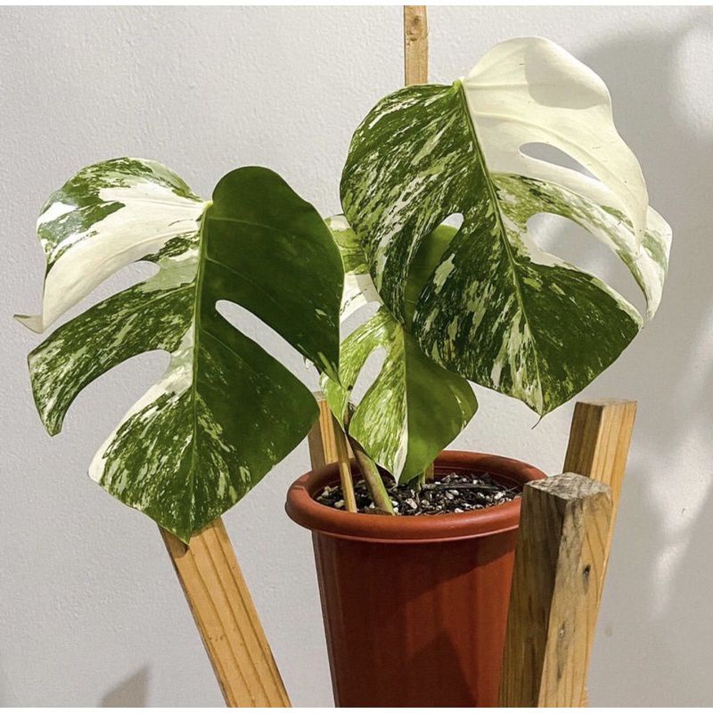 Bonggol monstera monthai murah meriah