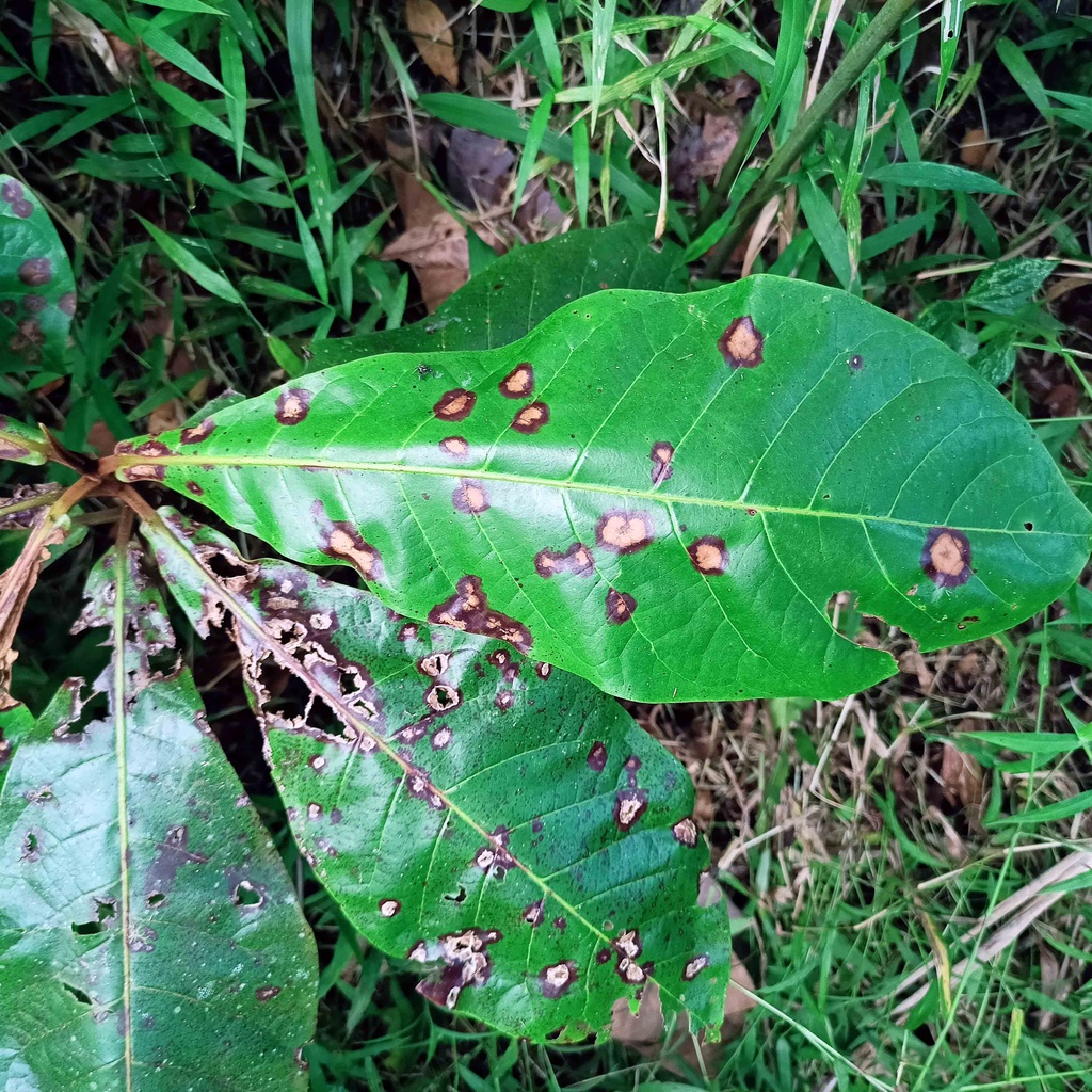 

Daun Ketapang Segar Di petik Saat Order