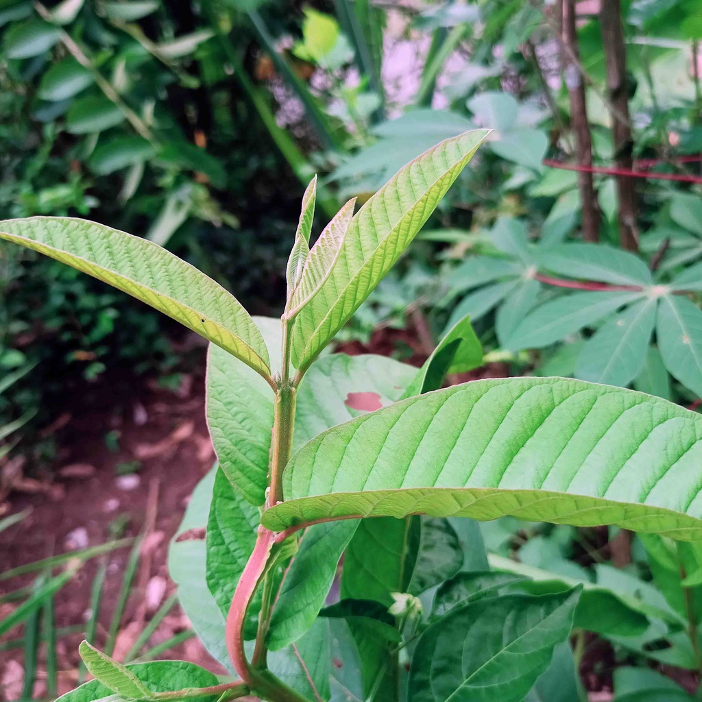 

Daun jambu biji merah segar | pucuk daun jambu biji guava segar | di petik dadakan