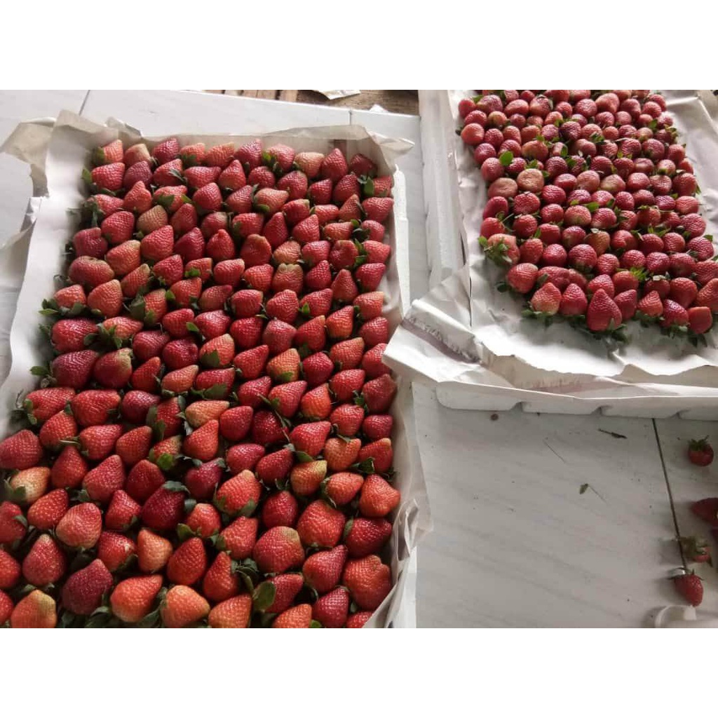 Buah Strawberry Fresh Grade AB Kemasan 250 gr (Khusus Gosend)