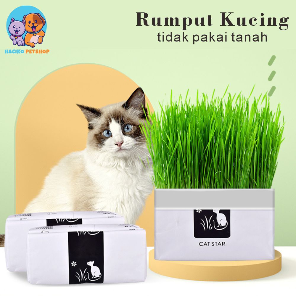 Paket Tumbuh Benih Gandum Premium Rumput Kucing