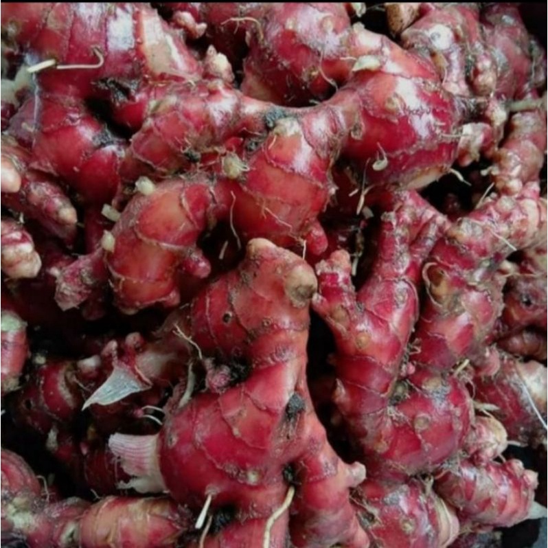 

JAHE MERAH SEGAR MURAH TERLARIS DI AMBIL DADAKAN