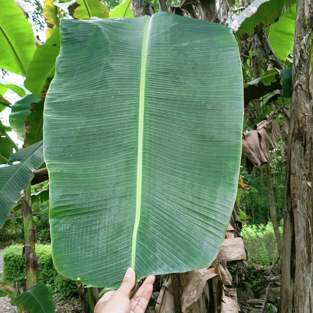 

DAUN PISANG PER IKAT