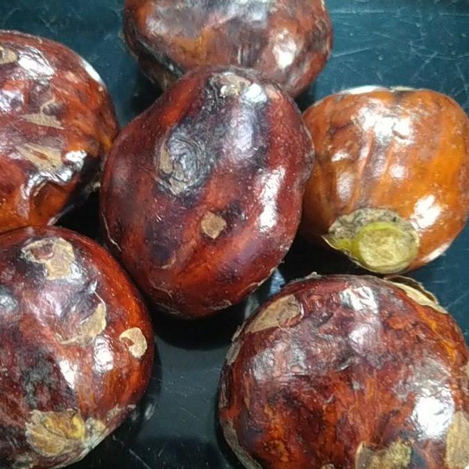 

➤ JENGKOL TUA PILIHAN 1KG ✰