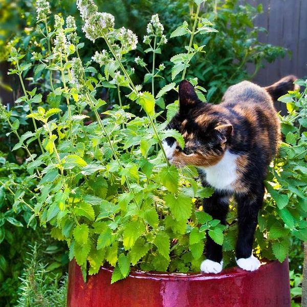 Benih-Bibit Catnip 50 Biji Untuk Kucing