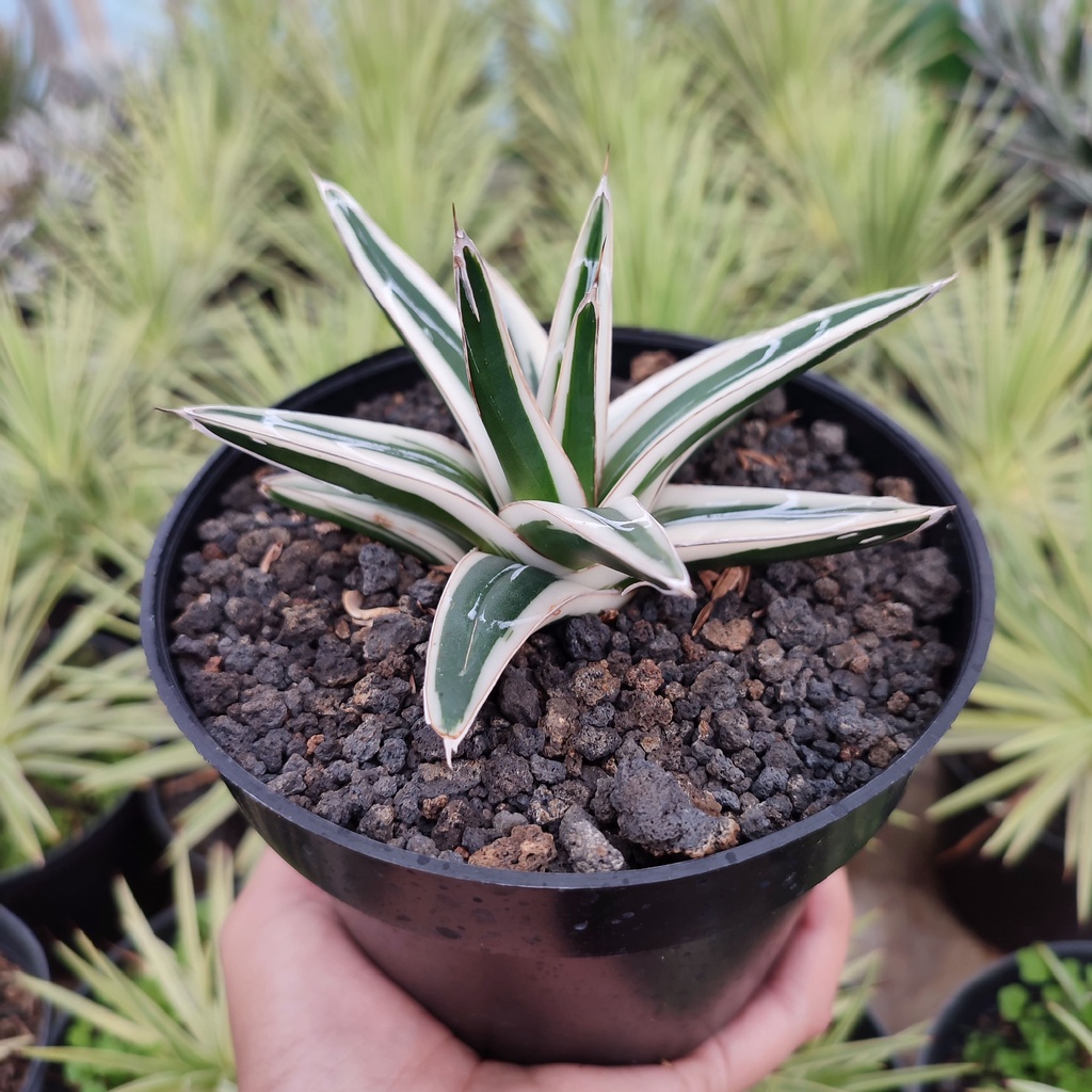 Agave White Rhino | DP 12cm