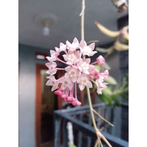 Hoya Macrophyla rimbun