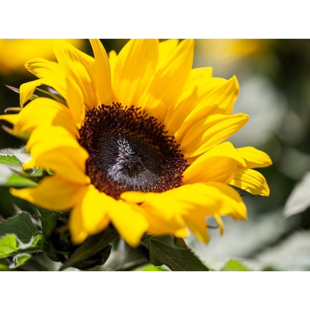 Benih Bibit Biji - Bunga Sunflower Sunspot BM1 Dwarf Flower Seeds