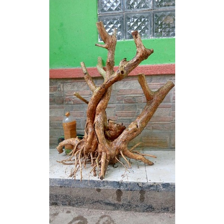 Bahan Bonsai Wahong Gunung Jumbo Realpict 46