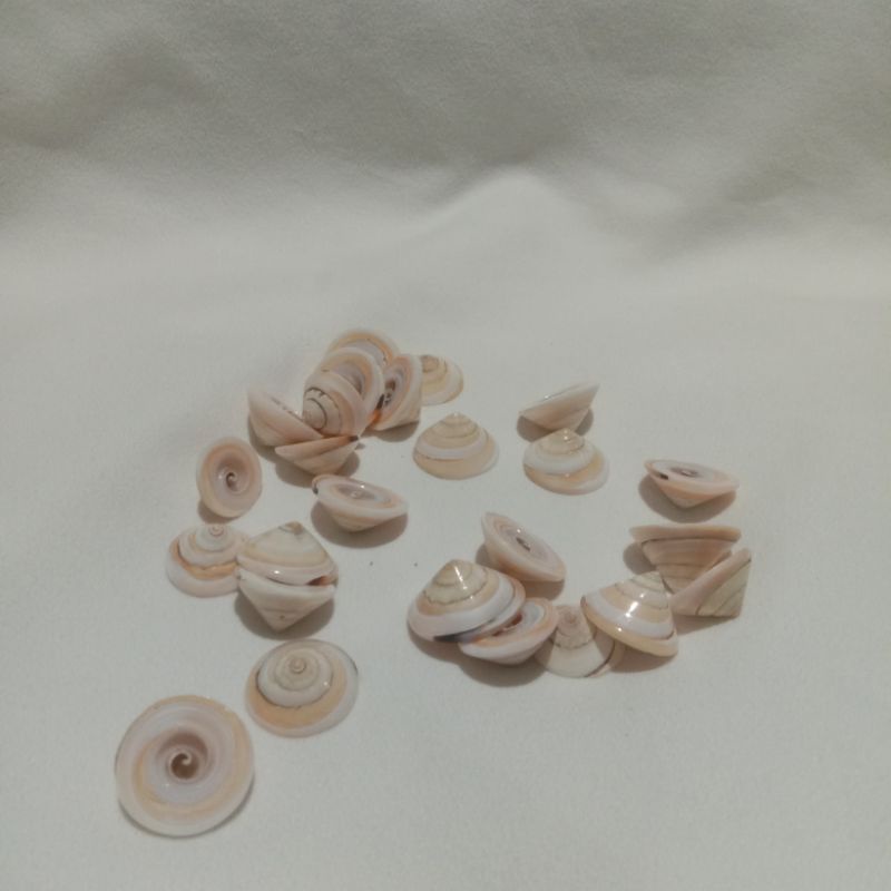 Kerang Bulat | Kerang Hias | Kerang Juju