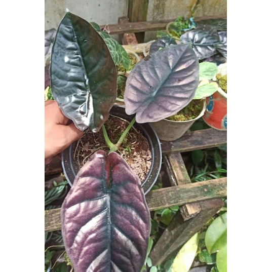 alocasia red invernalis