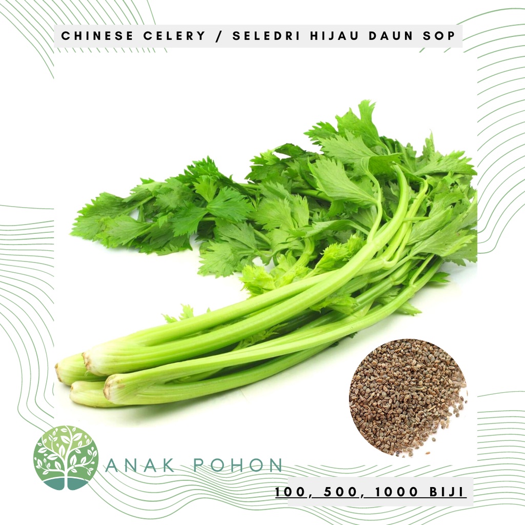 Benih Bibit Biji - Seledri Hijau Chinese Celery Green Leaf Seledri Daun Sop Hibrida F1 Kualitas SUPER - Panen Dalam 50 HST