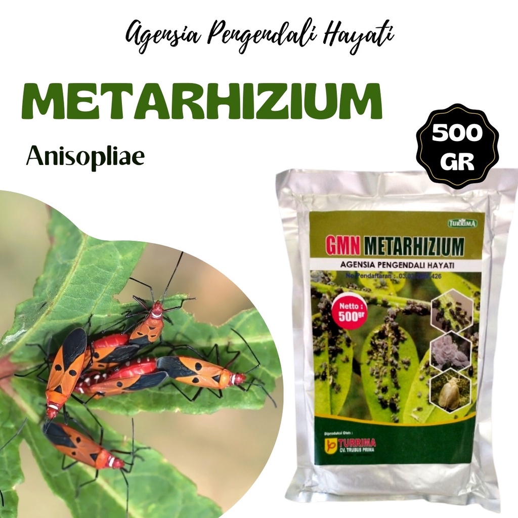 Insektisida Organik Hayati Pembasmi Hama Penggerek Batang Pada Tanaman