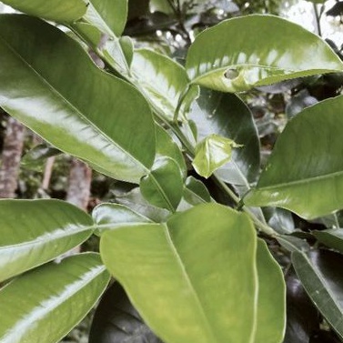 Daun jeruk Bali segar per 500 gram