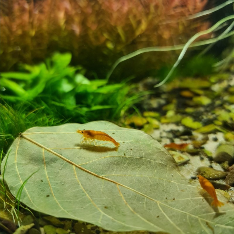 DADAP LEAVES DAUN PAKAN MAKANAN UDANG HIAS SHRIMP AQUARIUM AQUASCAPE