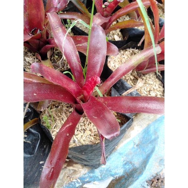 Bromelia mini Merah -Bromelia Daun Merah niming tanaman hias