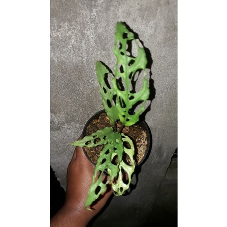 monstera obliqua peru