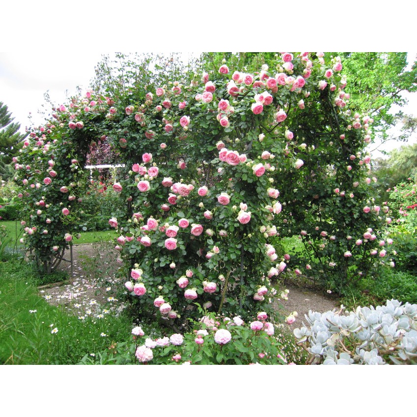 Benih Bibit Biji - Mawar Rambat Pink Lady Climbing Rose Flower Seeds - IMPORT