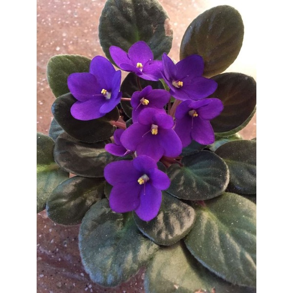 African violet vioulces/ deep purple bunga ungu