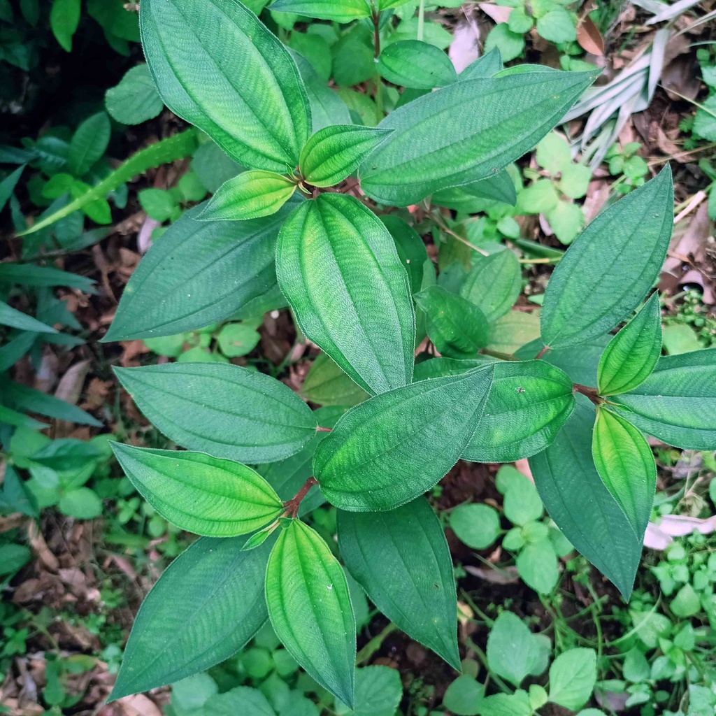 

DAUN HARENDONG SEGAR MURAH 250 GRAM, OBAT HERBAL, OBAT TRADISIONAL DI PETIK LANGSUNG SAAT ORDER
