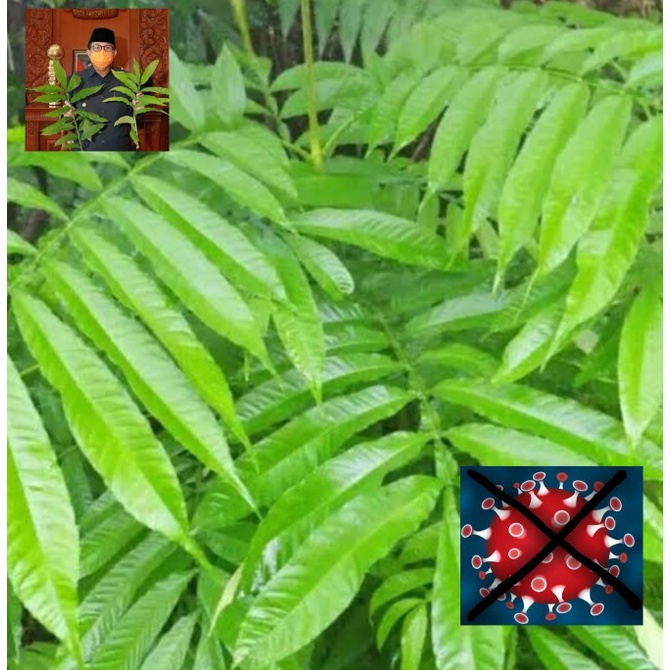 

daun sungkai segar 250 gram original bergaransi