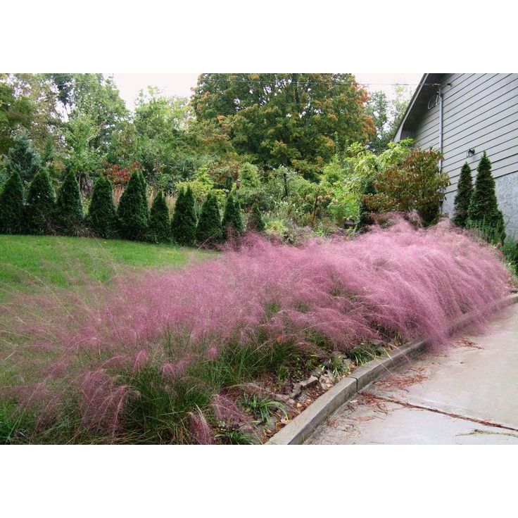 Benih Bibit Biji - Pink Muhly Grass / Korean Cotton Candy Grass / Rumput Pink (Muhlenbergia capillaris) Ornamental Plant Seeds - IMPORT