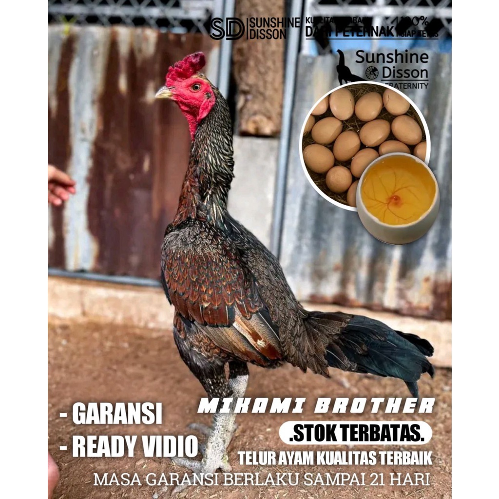 telur ayam bangkok pama bulbi super timpuk atreet perbutir