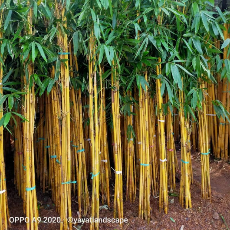 Tanaman Hias Pohon Bambu Kuning/Bambu Panda Bibit Bambu Kuning Tinggi 1 Meter Up