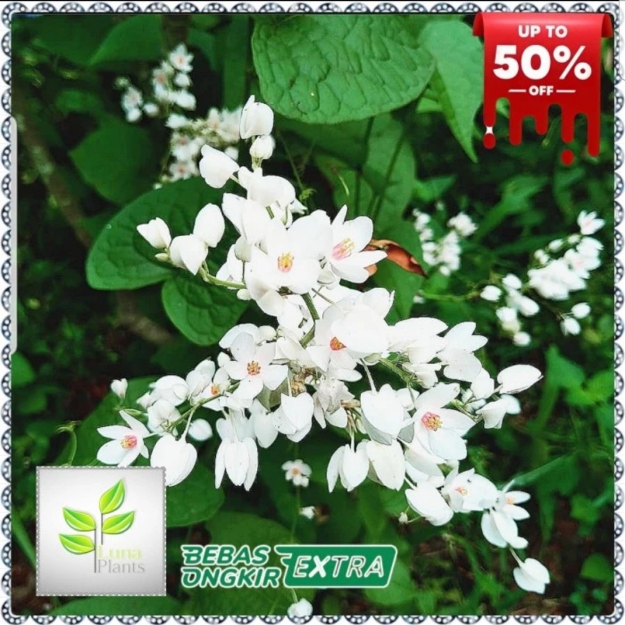 Tanaman hias air mata pengantin bunga putih - air mata pengantin bunga putih