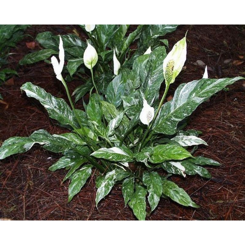 TANAMAN HIAS PEACE LILY VARIEGATA - TANAMAN HIAS SPATUFILUM VARIGATA