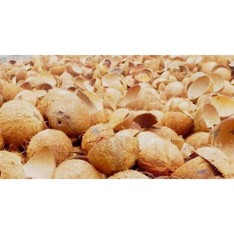 Tempurung / Batok Kelapa