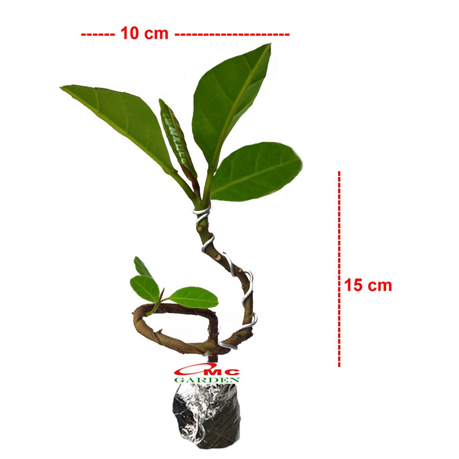 Bonsai Bonsae Ketapang Laut Katapang Terminalia Catappa Peneduh 001