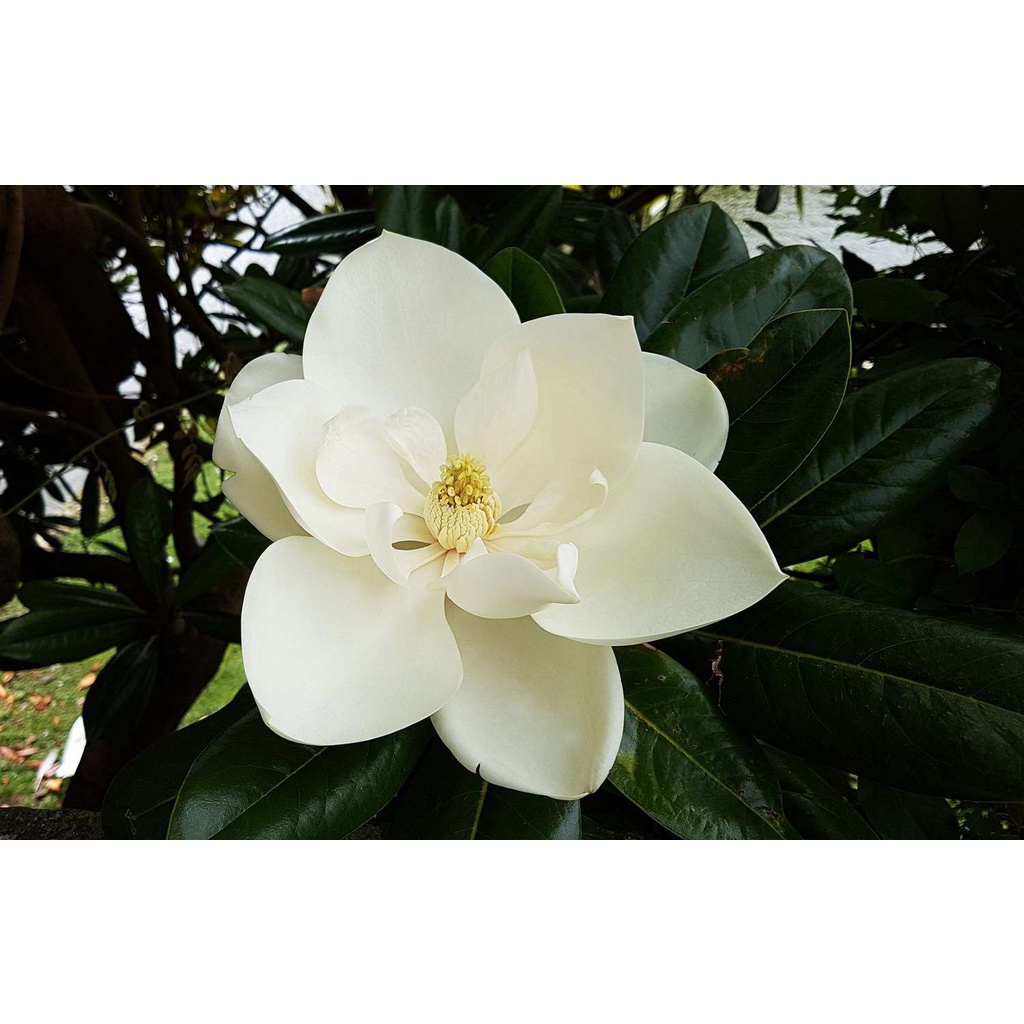 Benih Bibit Biji - Pohon Bunga White Magnolia Putih Flower Tree Seeds - IMPORT