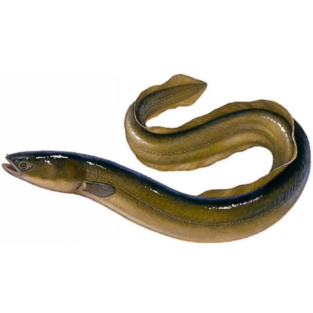 ikan sidat atau Moa segar kondisi hidup