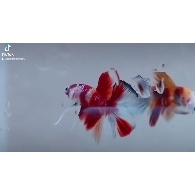 hmpk koi
