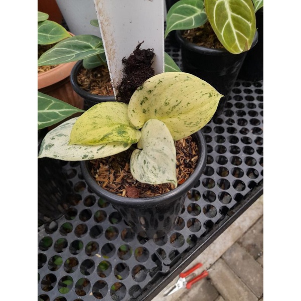 Scindapsus jade satin marble quen