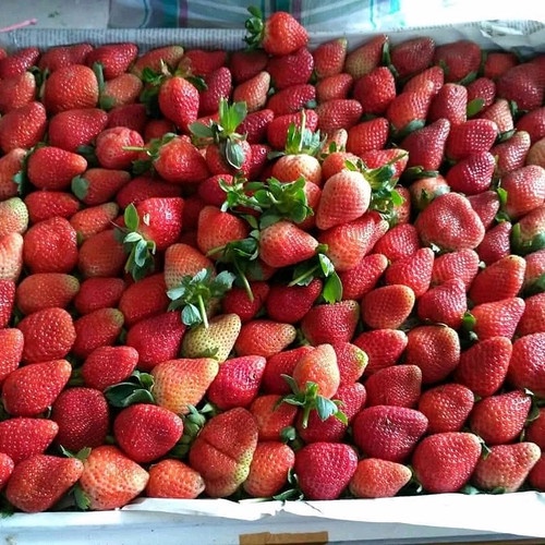 Buah Strawberry Fresh Grade AB Kemasan 500 gr (Khusus Gosend)