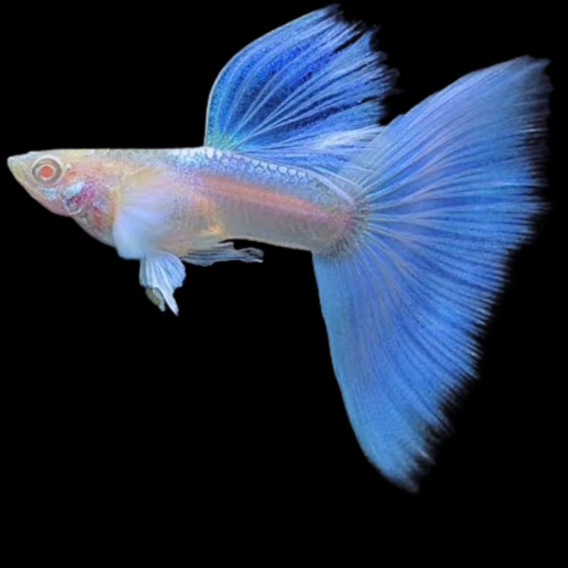 

kardus packing-albino sky blue