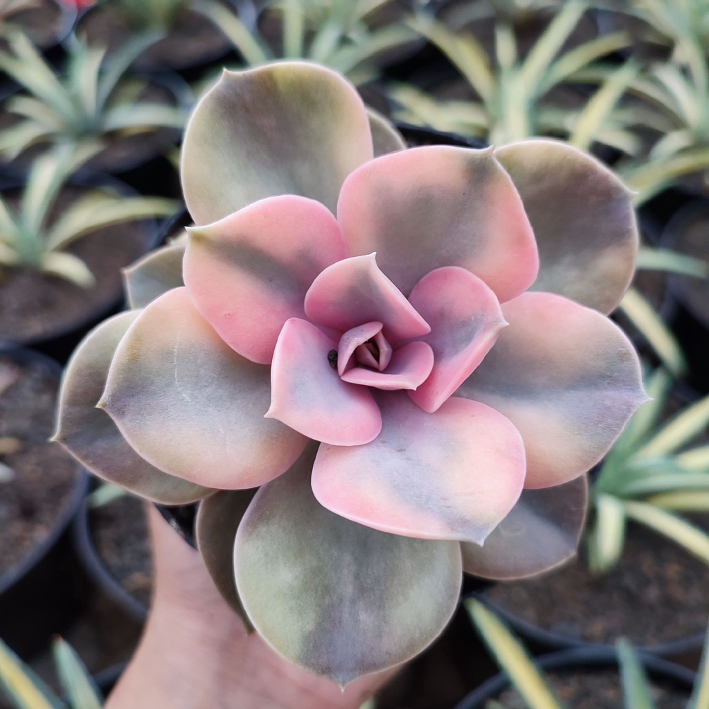 Echeveria Perle Von Nurnberg Variegated | DP 10cm | Sukulen