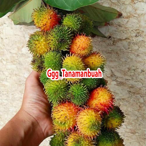 Bibit rambutan rapiah super okulasi