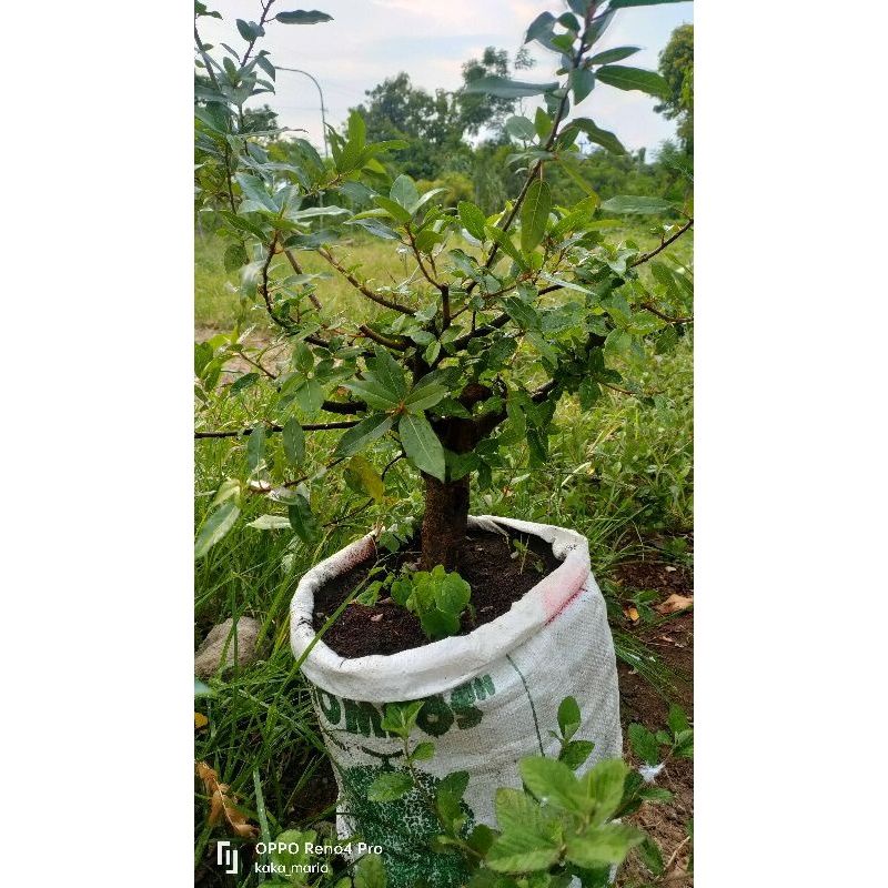 bonsai loa siap di percantik/program