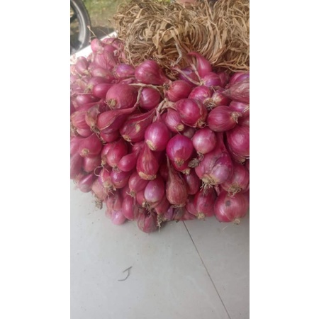 

Bawang Merah Asli Brebes