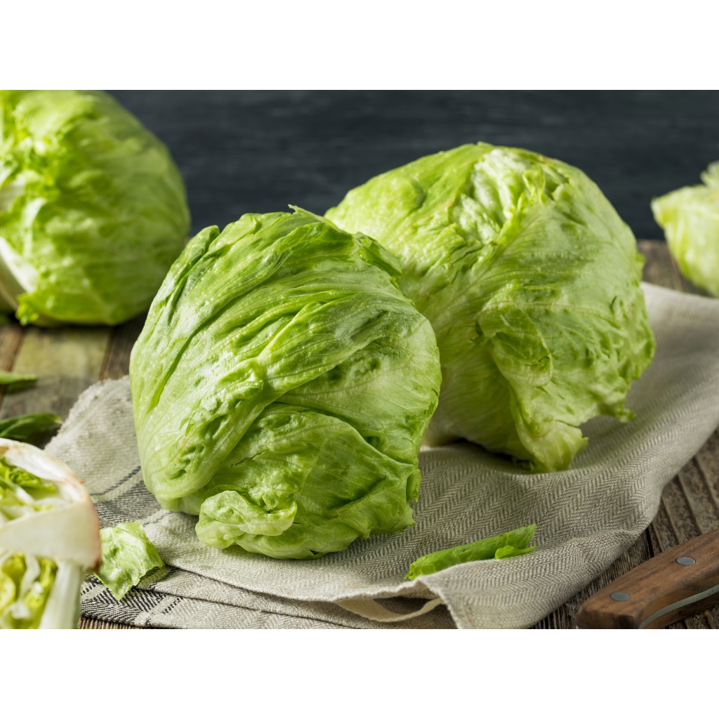 Benih Bibit Biji - Lettuce Iceberg 4 Selada Bokor Renyah Seeds - IMPORT UK