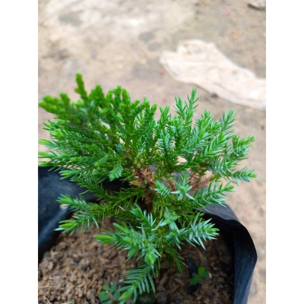 bibit cemara sinensis | sinensis | cemara | bibit | bibit bonsai