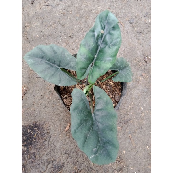 BABY alocasia reversa