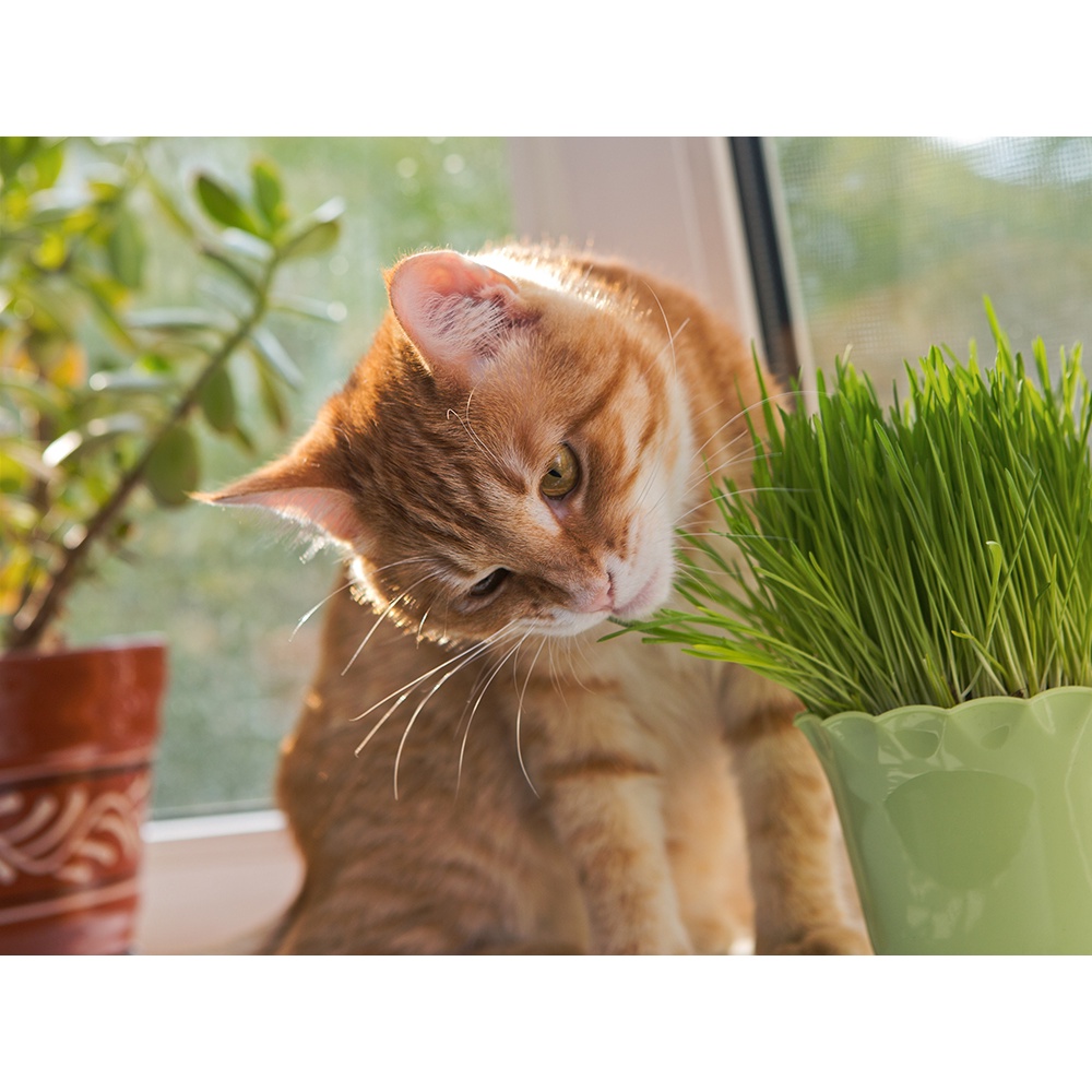 Benih-Bibit Cat Grass Organik Rumput Kucing